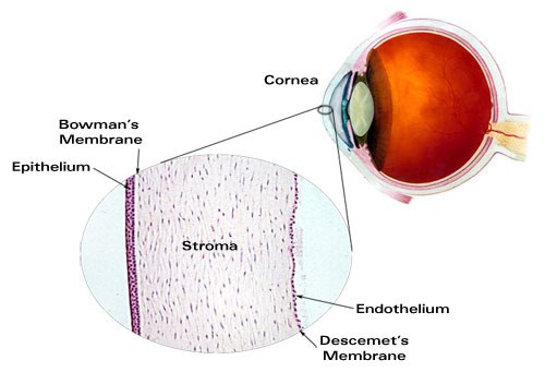 Major Ocular Structures - Laramy-K Independent Optical Lab - Digital