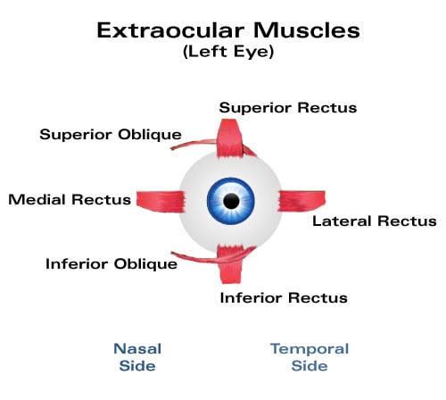 extraocular-muscles.jpg