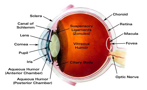 Major Ocular Structures – Layers of the Eye